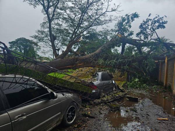 En la colonia Prieto cayó un árbol que derribó un muro y dañó dos automóviles en el bulevar hacia El Zapotal.