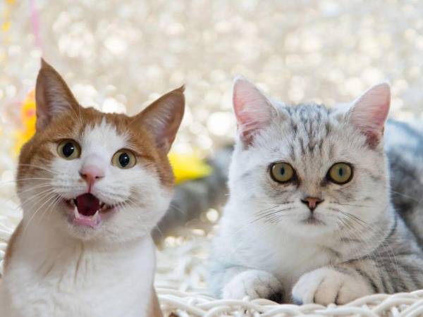 Hospital El Tórax prohíbe alimentar a los gatos: esta es la razón