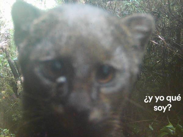 En Honduras, cinco felinos recorren bosques, montañas y selvas: jaguar, puma, ocelote, jaguarundi y margay. Cada uno cumple un rol vital en el equilibrio natural. Su presencia es señal de ecosistemas sanos, pero también de territorios que aún resisten la presión humana. Conocerlos gracias al trabajo de conservación es un privilegio en tiempos donde son asesinados sin piedad.