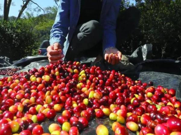 De acuerdo con autoridades de la Secretaría de Agricultura y Ganadería (SAG), las mujeres representan el 20 % de los productores de café en Honduras.