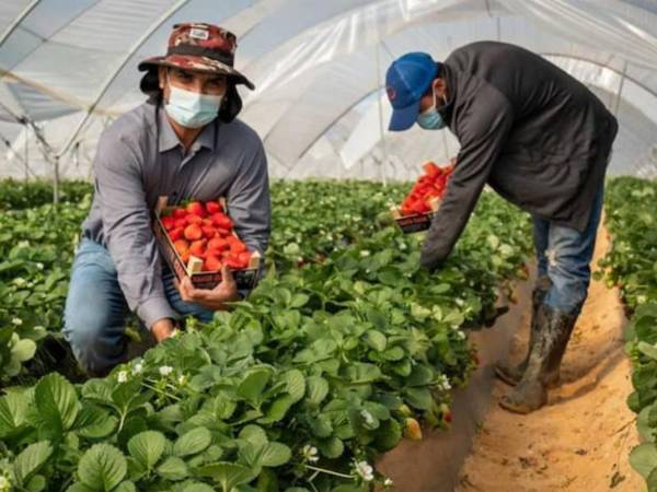 Hondureños trabajando en el corte de fresas en Huelva, España.