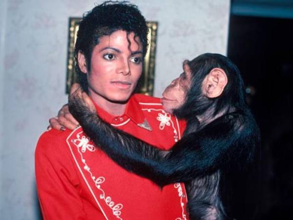 El chimpancé Bubbles, célebre por haber sido la mascota del ícono del pop Michael Jackson, volvió a captar la atención pública tras cumplir 40 años en el santuario donde reside desde hace dos décadas, reavivando una pregunta que ha circulado durante años: ¿recibió una herencia millonaria del artista?