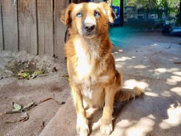 El informe detalla que el animal sufrió lesiones profundas que le causaron un dolor extremo