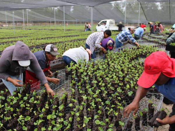 En Honduras se contabilizan más de 21,000 mujeres productoras de café, quienes cultivan alrededor de 77,000 manzanas y aportan aproximadamente 1.4 millones de quintales a la producción nacional.