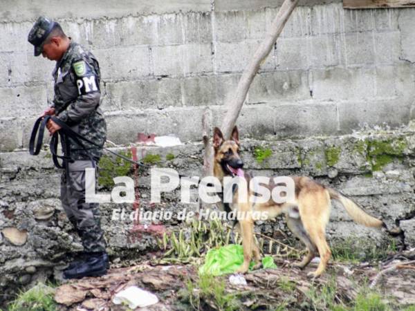 Dos perros que integran el Batallón Canino de Tegucigalpa se sumaron a las labores de búsqueda del menor Elvis Eliú Bautista Guillén, el pequeño que fue arrastrado por una corriente de agua lluvia el pasado domingo 14 de septiembre en San Pedro Sula.