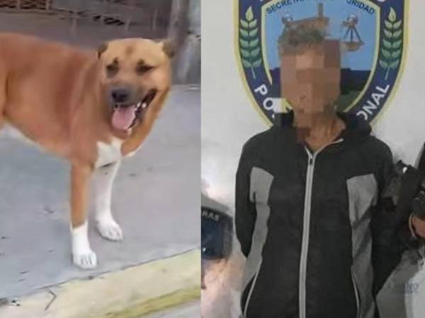 El perro, identificado como “Toto”, se encuentra bajo cuidado médico veterinario.