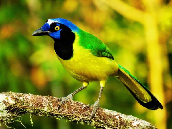 Aves Honduras lanzó un ambicioso proyecto para localizar sitios críticos para especies en peligro y ecosistemas únicos, reforzando así el compromiso del país con el Acuerdo de Kunming-Montreal y la conservación basada en ciencia.