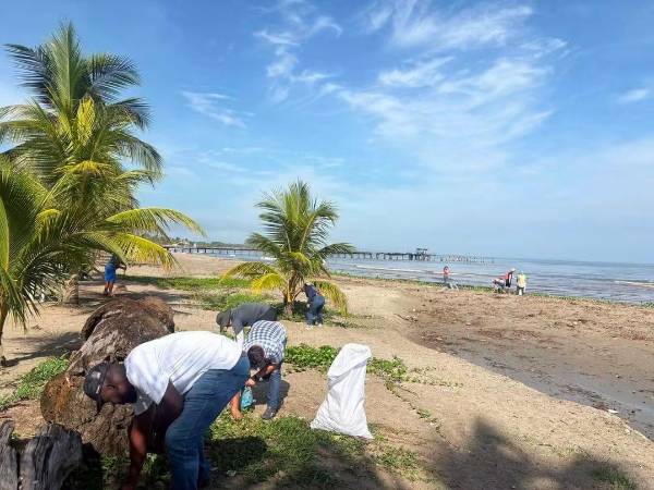 El Comité de Emergencia Municipal (Codem) y la Unidad Municipal Ambiental de Tela han iniciado un plan de limpieza a gran escala, ante el avance del sargazo frente a la bahía.