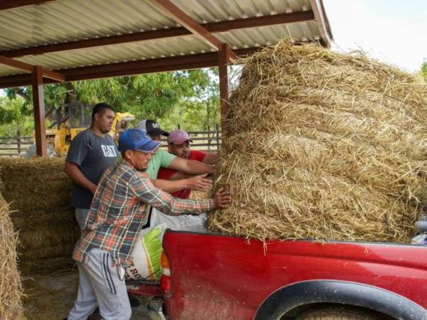 Alrededor de 50 ganaderos del municipio de Guaimaca, Francisco Morazán, fueron beneficiados con la entrega de alimento para el ganado.