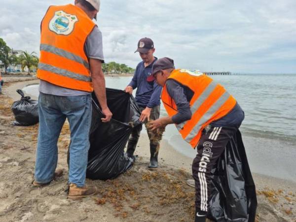 Cuadrillas municipales trabajan intensamente para retirar las acumulaciones de sargazo de las playas del centro de La Ceiba.