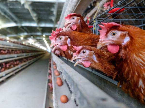 Fedavih afirmó que pollo y huevo no representan riesgo tras caso de influenza aviar en Santa Bárbara. El brote de influenza aviar comenzó en lempira y se ha detectado, principalmente, en zopilotes, que son aves de rapiña.