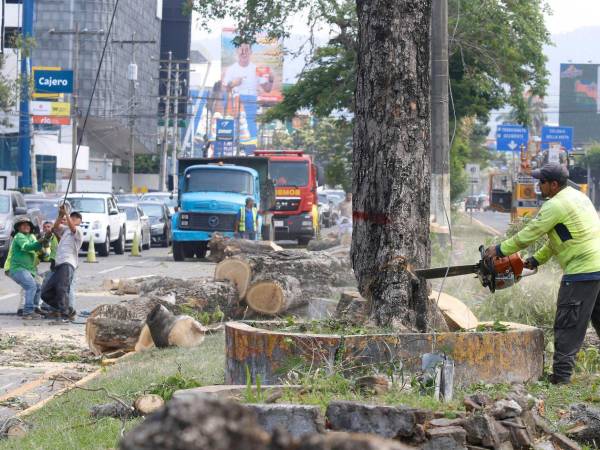 Los sampedranos no podían creerlo, en plena circunvalación equipos municipales cortaban históricos árboles sin ninguna explicación, lo que fue catalogado como una masacre ambiental.