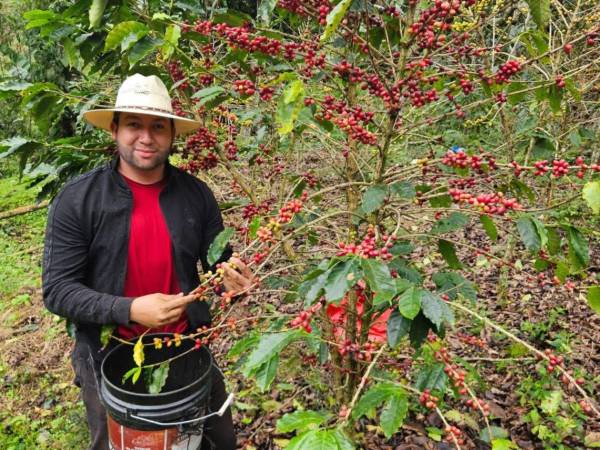 Un productor de café de Copán, durante la temporada de corte aún en marcha en el occidente de Honduras.