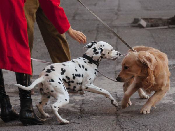 Debes analizar bien el comportamiento de cada uno de tus perros para saber cómo actuar.