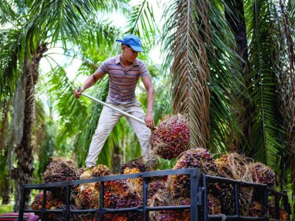 Un joven trabaja en una finca de palma aceitera en el norte de Honduras.