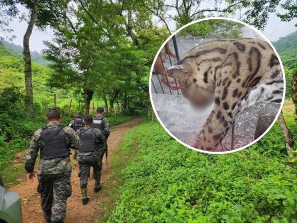 Militares y agentes ambientales realizan patrullajes en Villanueva, Cortés, tras la denuncia por el asesinato de un tigrillo.