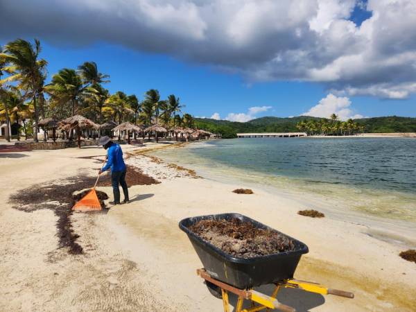 En Roatán cuadrillas hoteleras no bajan la guardia y limpian los últimos rastros de sargazo en la bahía.