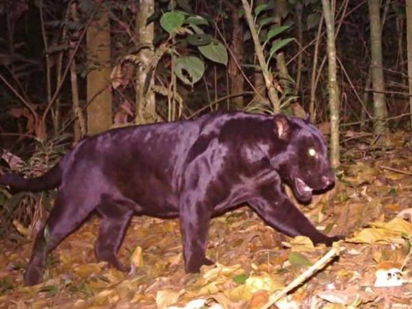 Avistamiento del primer jaguar negro en los bosques de Honduras.