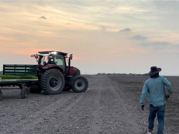 Un trabajador camina tras sembrar jalapeño el 29 de septiembre de 2026 en Álamo, Texas, Estados Unidos.