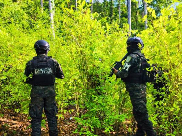 Las Fuerzas Armadas aseguraron una plantación con aproximadamente 15,000 arbustos de supuesta hoja de coca durante una operación en el departamento de Colón.