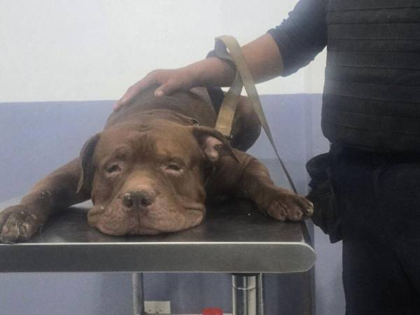 La atención sobre Zeus, el pitbull relacionado con la muerte de un adulto mayor en Tegucigalpa, continúa semanas después del incidente que puso al animal bajo custodia municipal.