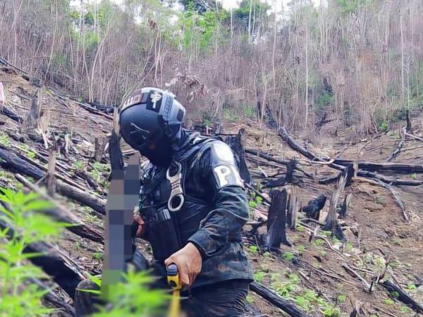 Unas 3,500 plantas fueron localizadas por efectivos militares en un terreno de la comunidad de Corrales, en Tocoa.