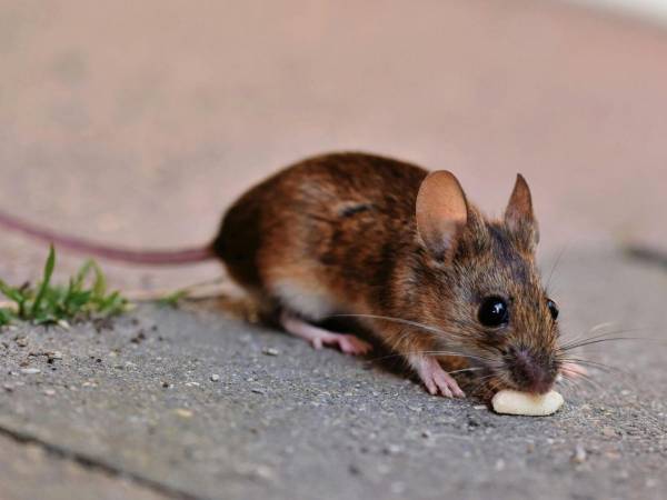 La principal diferencia del hantavirus con el covid es la capacidad de transmisión, muy alta en el caso del covid y muy bajita en el caso del hantavirus.