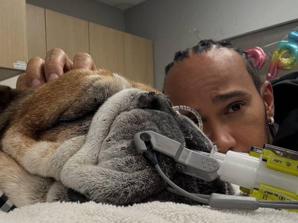 El piloto británico Lewis Hamilton decidió ausentarse de las pruebas de neumáticos en Mugello para permanecer al lado de su mascota, quien actualmente se encuentra en coma.