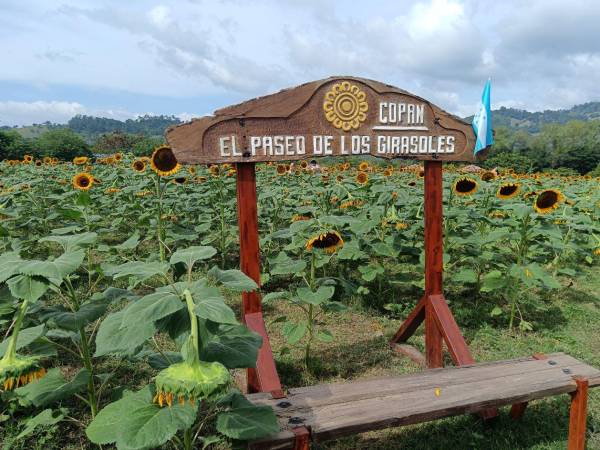 El Paseo de los Girasoles, ubicado en la comunidad de La Estanzuela, Copán Ruinas, se encuentra aproximadamente a <b>4 kilómetros</b> del centro de la ciudad.