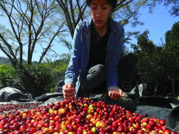 Los países de Centroamérica lograron en 2025 obtener mayor ingreso de divisas gracias a que las cotizaciones del café en el mercado internacional superaron los 300 centavos de dólar la libra.