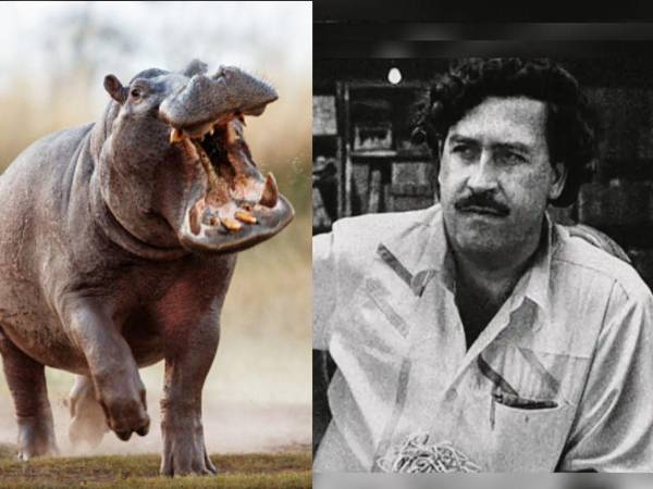 El anuncio del gobierno de Gustavo Petro sobre la posible eutanasia de cerca de 80 de los 160 hipopótamos asociados a Pablo Escobar en Colombia ha reavivado el debate sobre más de 30 años de manejo fallido de esta especie.