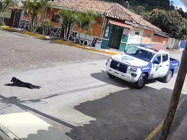 Los agentes se conducían en la patrulla policial cuando, al realizar un viraje, atropellaron al animal.