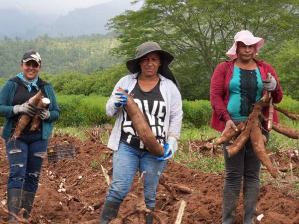 El informe señala que las perspectivas favorables de cosecha han contribuido a mejorar la disponibilidad de alimentos en Honduras.