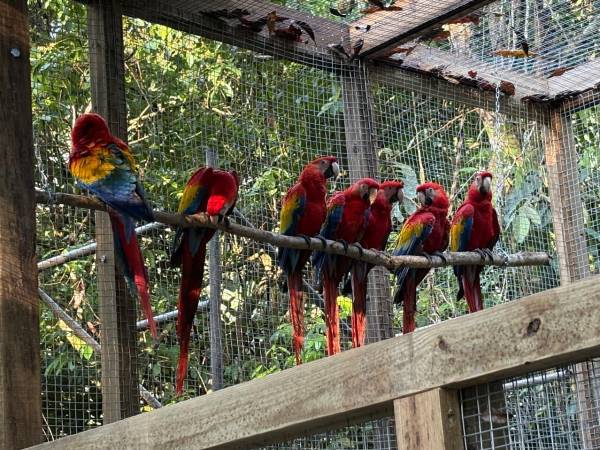 El grupo de guacamayas, símbolo patrio de Honduras, es el corazón de un ambicioso proyecto de reinserción, liderado por Macaw Mountain, aliados locales, ProAlas, tours operadores, Cámara de Turismo y alcaldía de La Ceiba. Ésta última aportó un fondo de 125 mil lempiras para la liberación progresiva de 16 ejemplares traídos este jueves desde Copán.