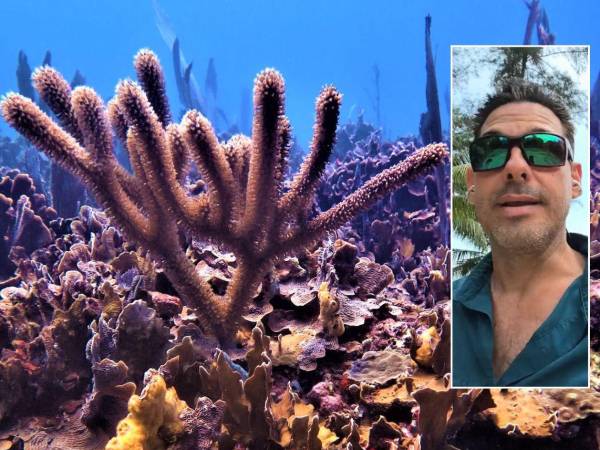 Tela Marine comenzó la construcción de un laboratorio y biobanco que funcionará como un “seguro de vida” para especies amenazadas por enfermedades, el cambio climático y las anclas.