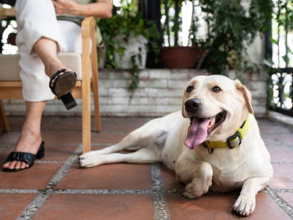 Los perros eliminan calor a través del jadeo y no sudan por su cuerpo sino por sus almohadillas plantares.