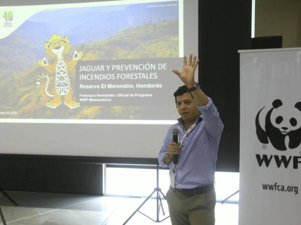 El monitoreo con cámaras trampa en 25 estaciones de muestreo, durante 2,101 noches, permitió documentar 18 especies de mamíferos, distribuidas en 13 familias y 14 géneros en la reserva de El Merendón.