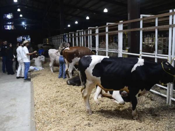 Dentro de la programación se contempla juzgamientos de ganado lechero y de carne, competencias de caballos de distintas disciplinas como Paso Peruano, Iberoamericano, Caballo Bailador y Cuarto de Milla, así como el Rodeo Infantil por el Día del Niño AGAS.