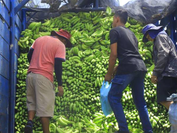 En los mercados de San Pedro Sula, el precio del guineo verde ha registrado un incremento de hasta dos lempiras por unidad