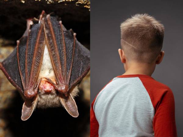 Un menor de 11 años murió en Ontario, Canadá, tras desarrollar rabia después de haber estado en contacto con un murciélago mientras dormía.