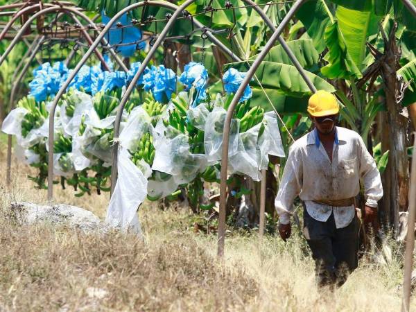 El valor de los envíos al exterior de banano se ubicó en $163.4 millones en los primeros cuatro meses, lo que representó un aumento de $39.8 millones (32.2%).