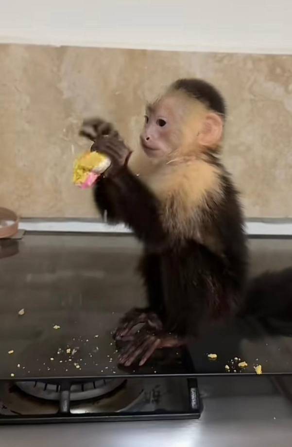 Los oficiales le entregaron una orden al reconocido influencer, solicitándole de manera pacífica que entregara al animal.