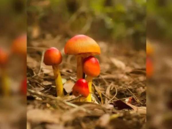 El caso ha generado preocupación entre los habitantes de la zona, donde es común la recolección de hongos silvestres durante determinadas épocas del año para su consumo.