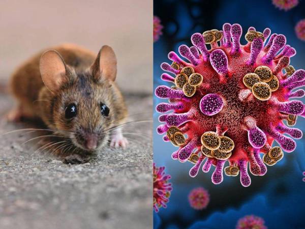 El hantavirus ha encendido las alertas sanitarias a nivel internacional tras confirmarse un brote en un crucero que navegaba en el Atlántico, donde varios pasajeros y tripulantes resultaron contagiados.