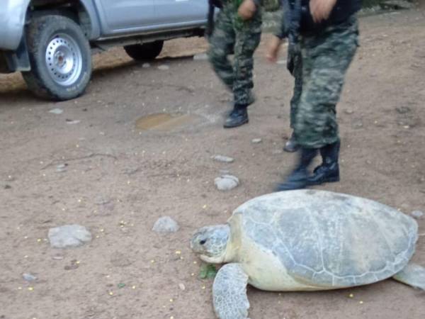 La tortuga fue llevada a un refugio especializado, donde recibirá evaluaciones médicas para determinar su estado de salud.