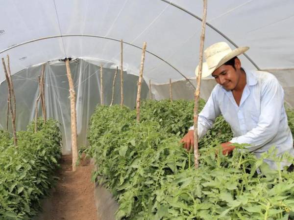 La iniciativa pretende facilitar inversiones que generen trabajo, incorporen tecnología y mejoren la competitividad de los productores, en un sector que aporta cerca del 13% del PIB.