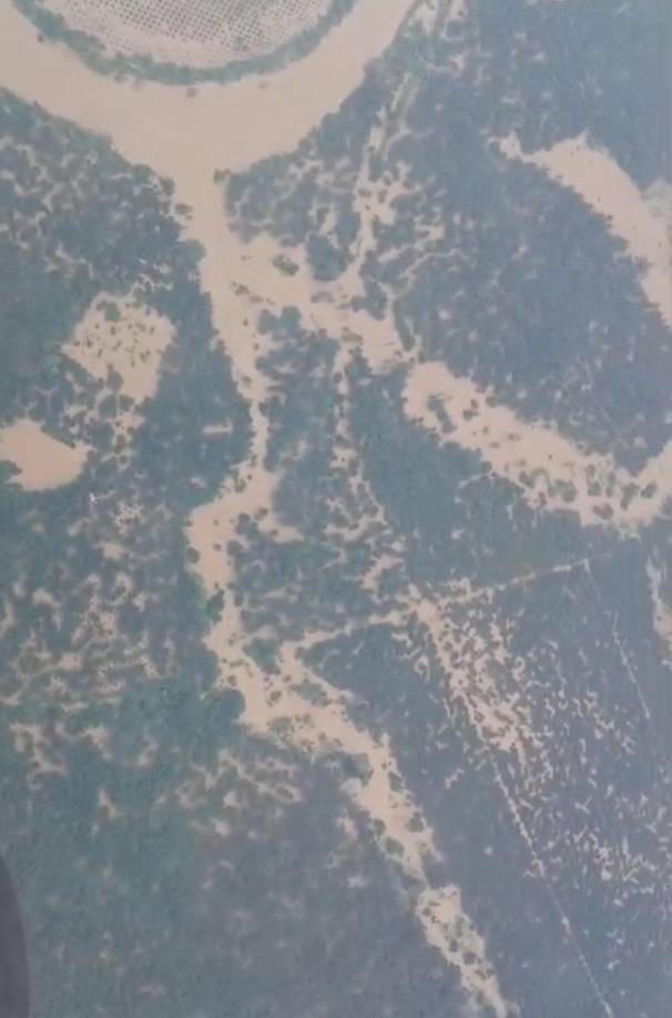 Hasta ahora no hay un recuento oficial de todas las pérdidas que ha dejado la tormenta, que destruyó carreteras, puentes, cultivos agrícolas, ganaderías, parte del sector industrial, viviendas, sistemas de agua potable y alcantarillado, y decenas de comunidades incomunicadas, entre otros daños.