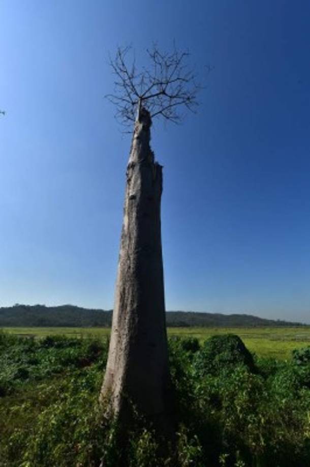 En los arbustos y pastizales posan bandas de garzas, patos y otras aves acuáticas, amenazadas con morir si las lagunas no se recuperan en las próximas semanas.