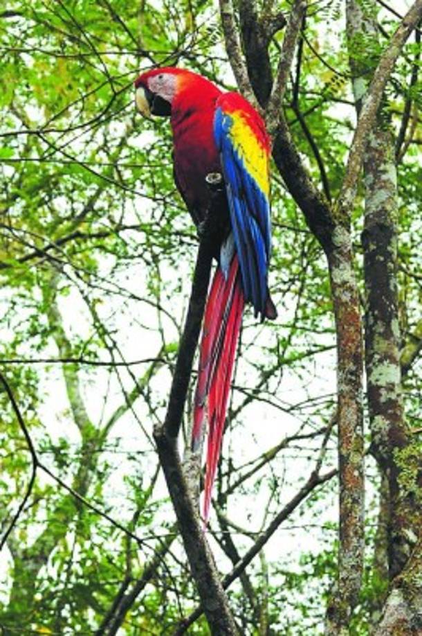 El guacamayo macao o guara roja llega a medir 90 centímetros de longitud y a pesar un kilogramo.