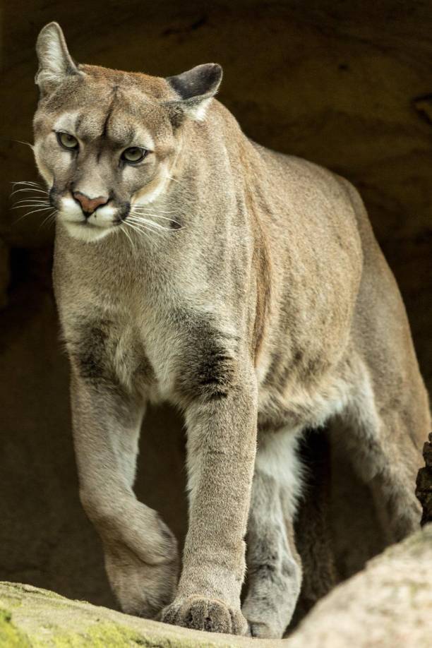 El puma concolor, conocido como puma de montaña, también existe en la sierra de El Merendón. Es uno de los cinco grandes felinos de Honduras.